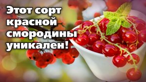 Красная смородина сорта  Чулковская. Поразит урожайностью