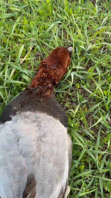 #охота #весенняяохота смотреть онлайн