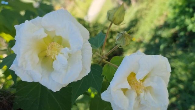 Сегодня 22 октября 24 года сходили в Дендрарий Сочи смотреть онлайн