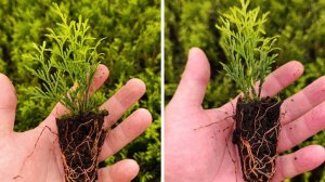 Черенки туи оптом от производителя с доставкой по РФ