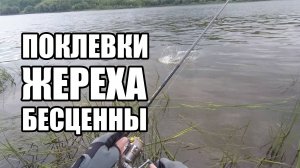 Жереховые перекаты дарят зверские поклевки! Рыбалка на жереха в июле. Спиннинг в нижнем Новгороде