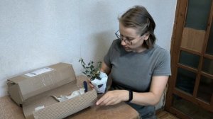 распаковка желанного и долгожданного растения