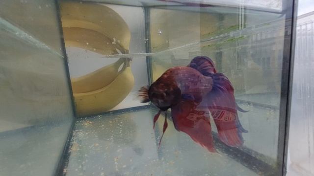 Рыбка петушок чешуя