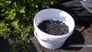 Развиваться помогает область