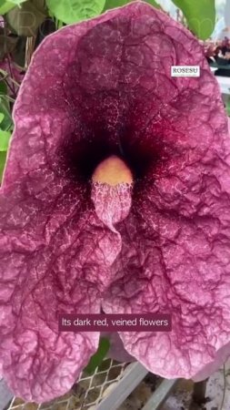 Одно из самых жутких растений  🌺