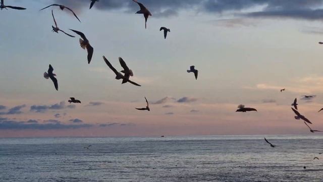 Сочи смотреть онлайн