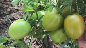 Ухаживаю за помидорами в теплице в августе. Обзор сортов.