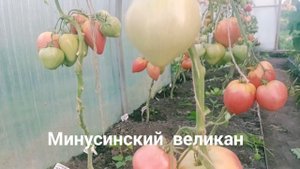 22-07-2025. Мои томаты .