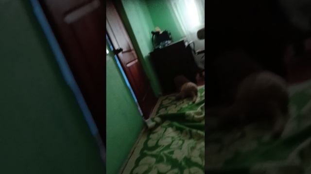 призрак