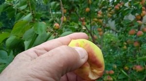 абрикос скоро поспеет