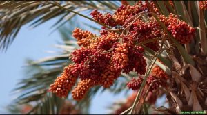 Temple Step Project - Truth and Grace