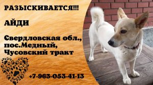 Пропала собака! АЙДИ. Свердловская обл , п. Медный