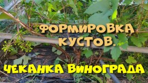 ЧЕКАНКА ВИНОГРАДА. ФОРМИРОВАНИЕ КУСТА.