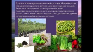 Благоприятные дни для посадки/пересадки растений август 2025 года