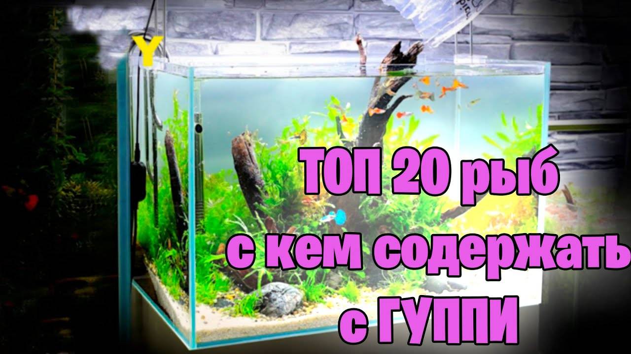 С кем содержать ГУППИ в аквариуме - ТОП 20 - аквариумисти