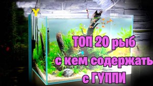 С кем содержать ГУППИ в аквариуме - ТОП 20 - аквариумисти