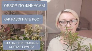 🔵🟤КАК РАЗОГНАТЬ РОСТ ФИКУСА. ОБЗОР ПО СОРТАМ #garden #фикусы