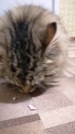 🐱