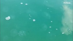 Абхазия Пицунда пляж Лдзаа сегодня  29 июля 2025. Море и погода в Абхазии сейчас. Обстановка