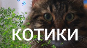 Котики Cat