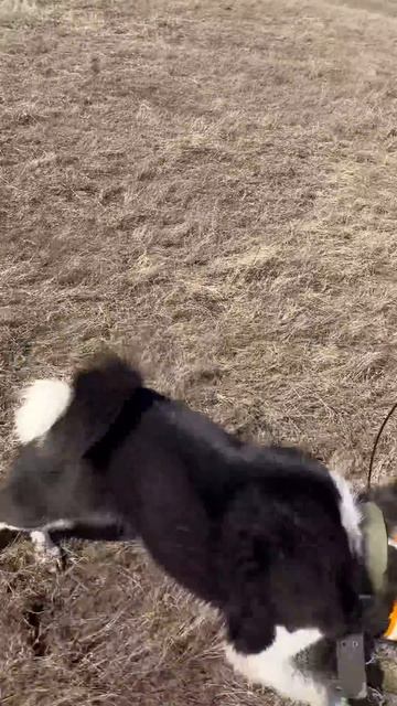 Лайка #hunting #охота #охотаназайца #fishing смотреть онлайн