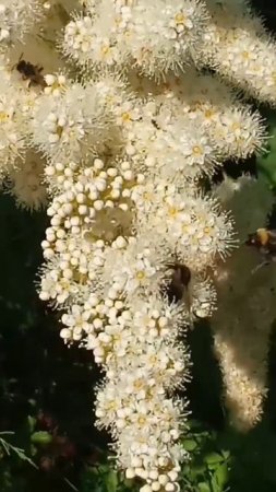 Видели, как цветет папоротник? Загадывайте желание...