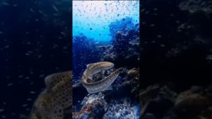 Золотая рыбка 2025