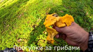 Прогулки за грибами.  В незнакомых местах набрал немного лисичек.