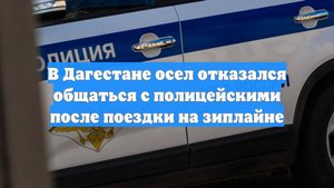 В Дагестане осел отказался общаться с полицейскими после поездки на зиплайне