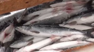 Лососёвая путина-2025 идет полным ходом во всех регионах Дальнего Востока:освоено свыше 214 тыс.тонн