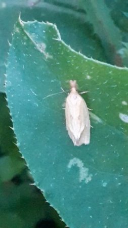 Листовёртка золотистая (Agapeta hamana)
