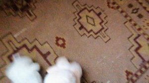 влог про лабубу и дом