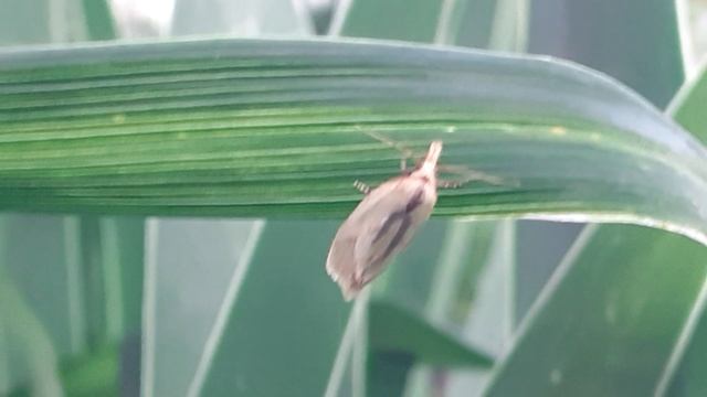 Листовёртка (Agapeta hamana)