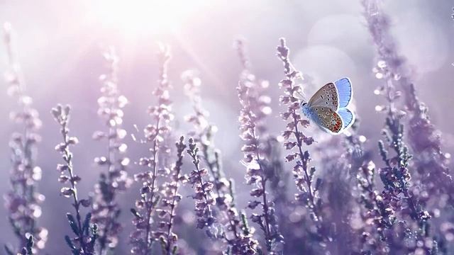 Расслабляющая музыка для сна тела и души