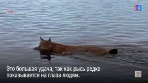 Инспектор ООПТ снял грациозную рысь в дикой природе с мощной камеры