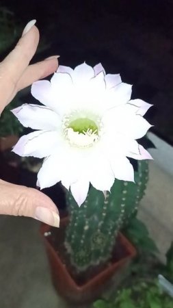 Кактус Эхинопсис радует цветением