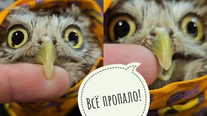 Сыча Кубышу надо отправлять на юг. Отстригла ему клюв. Ёжики оставили сорокам завтрак. Рыбки клюют