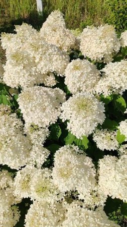 Гортензия Грандифлора (Grandiflora)