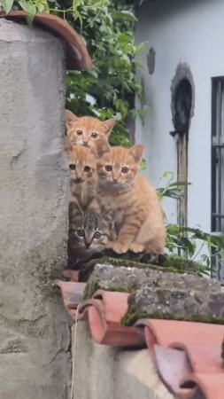 Любопытные котятки...