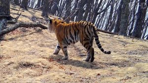 29 июля отмечается Всемирный день тигра