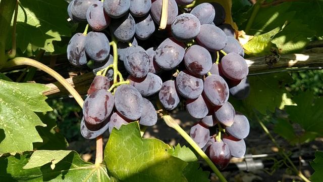 кишмиш Брависсимо смотреть онлайн