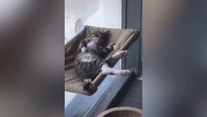 Приколы С Животными 157