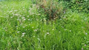 VID_20250729_115126.mp4