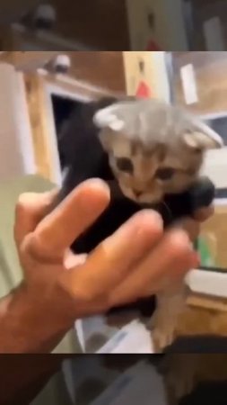 🐱Мужчина хотел взять одного котёнка из приюта, но малыш крепко обнял свою сестренку и не отпускал🐱
