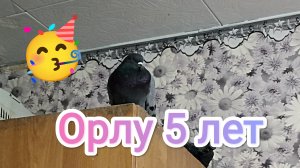 29-07-2025. Орлу 5 лет! / Тяжёлый случай...
