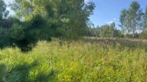 д.Коведяево лесной участок 50 соток
