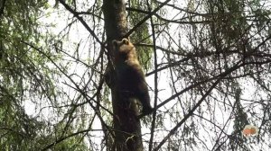 Кама усердно старается избегать контактов с нами