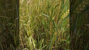 притча о сеятели