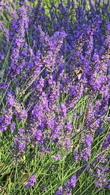 Лаванда парк "Краснодар" 6 июля 2025 г. смотреть онлайн