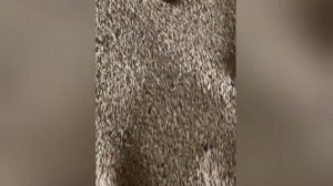 Аэратор зерна АЗ-2 производитель Агромаш-НН. Отзыв о работе от клиента